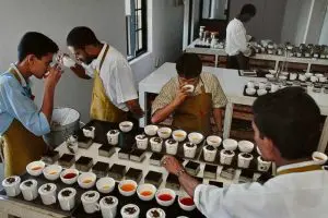 Read more about the article Career as a Tea Taster