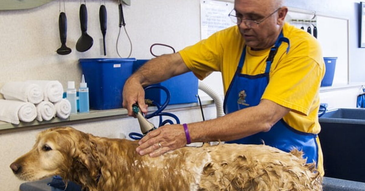 Pet Grooming as a Career | Dog Grooming